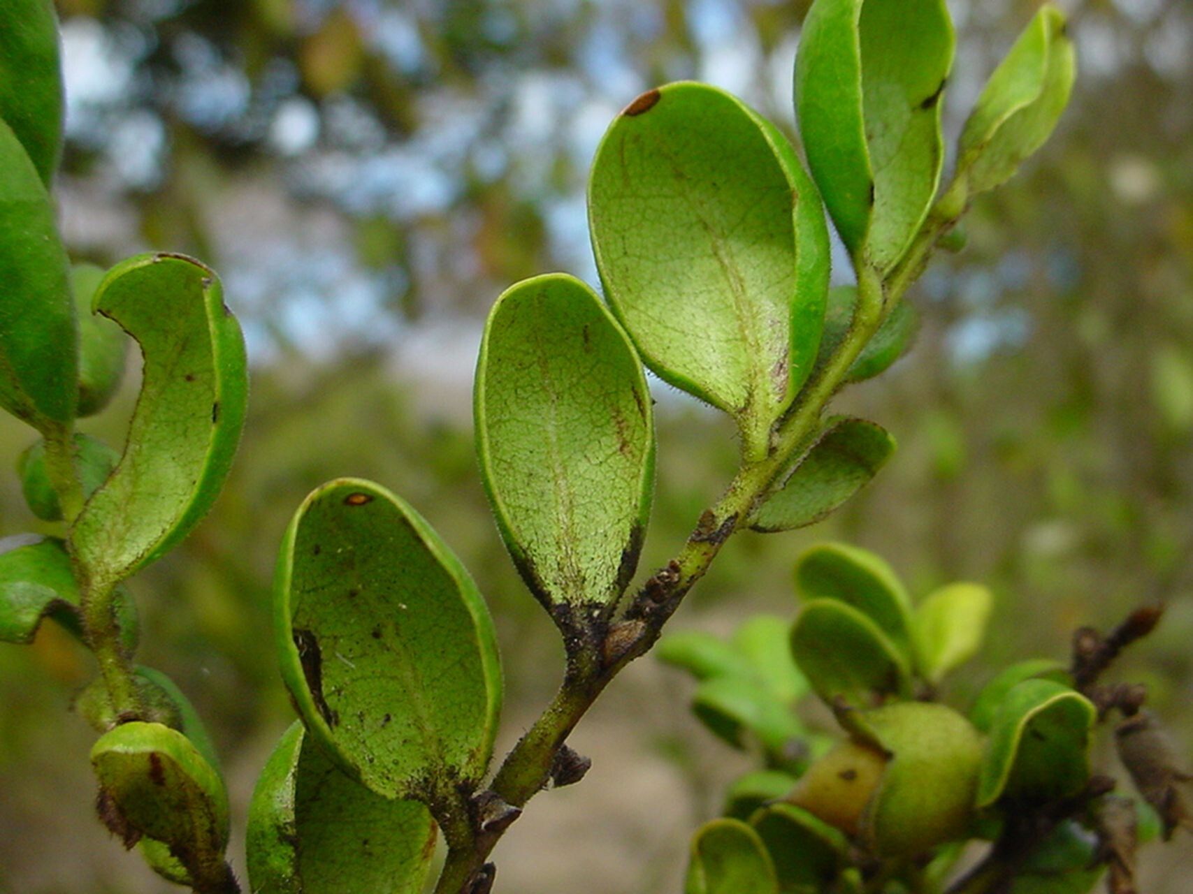 Diospyros pustulata — houseplant care guide