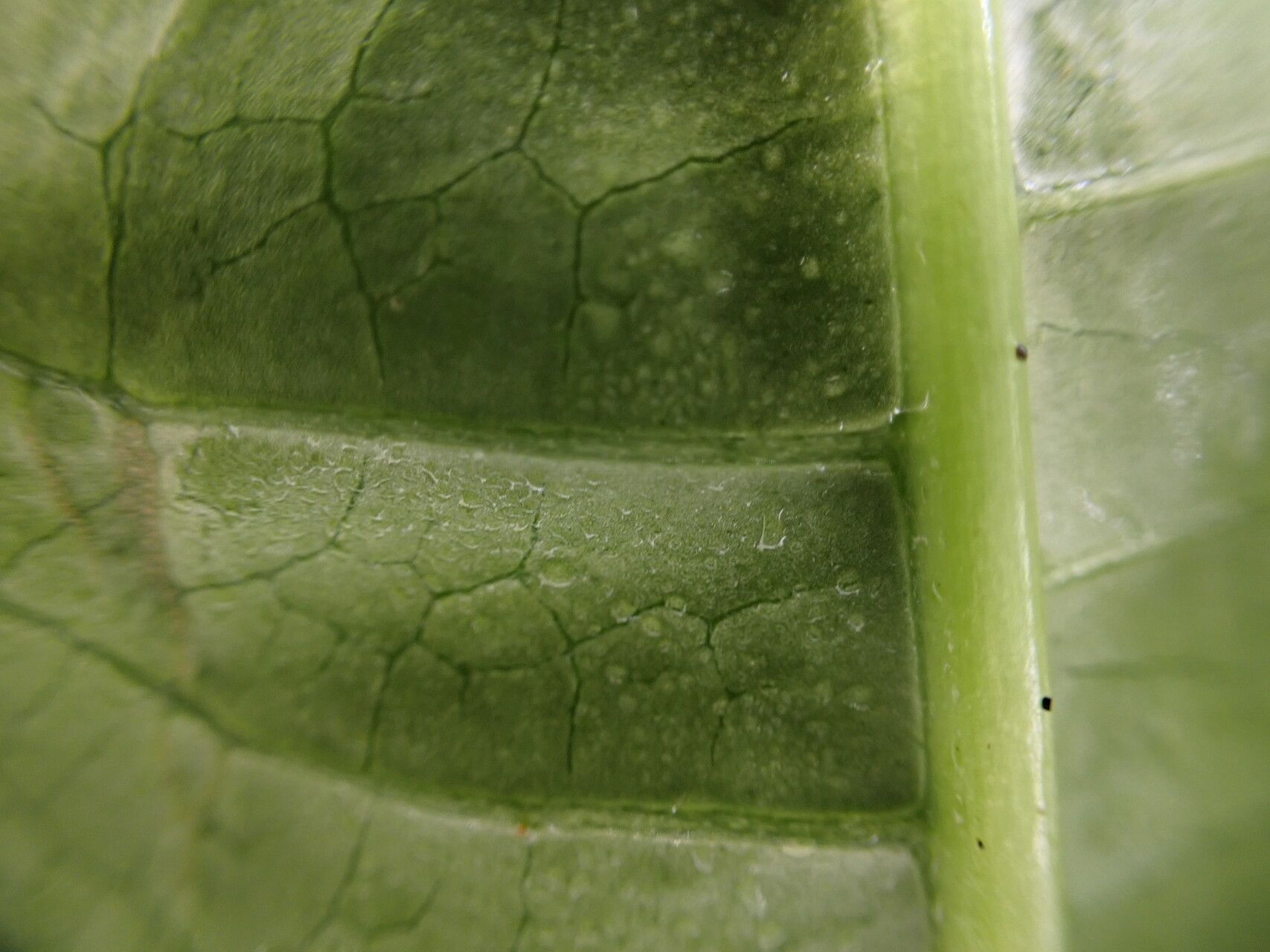 Psychotria exellii — houseplant care guide