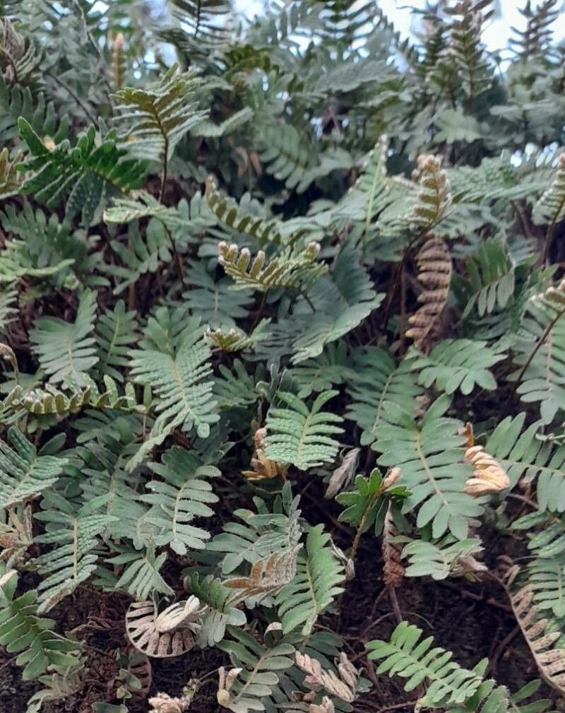 Pleopeltis polypodioides habit