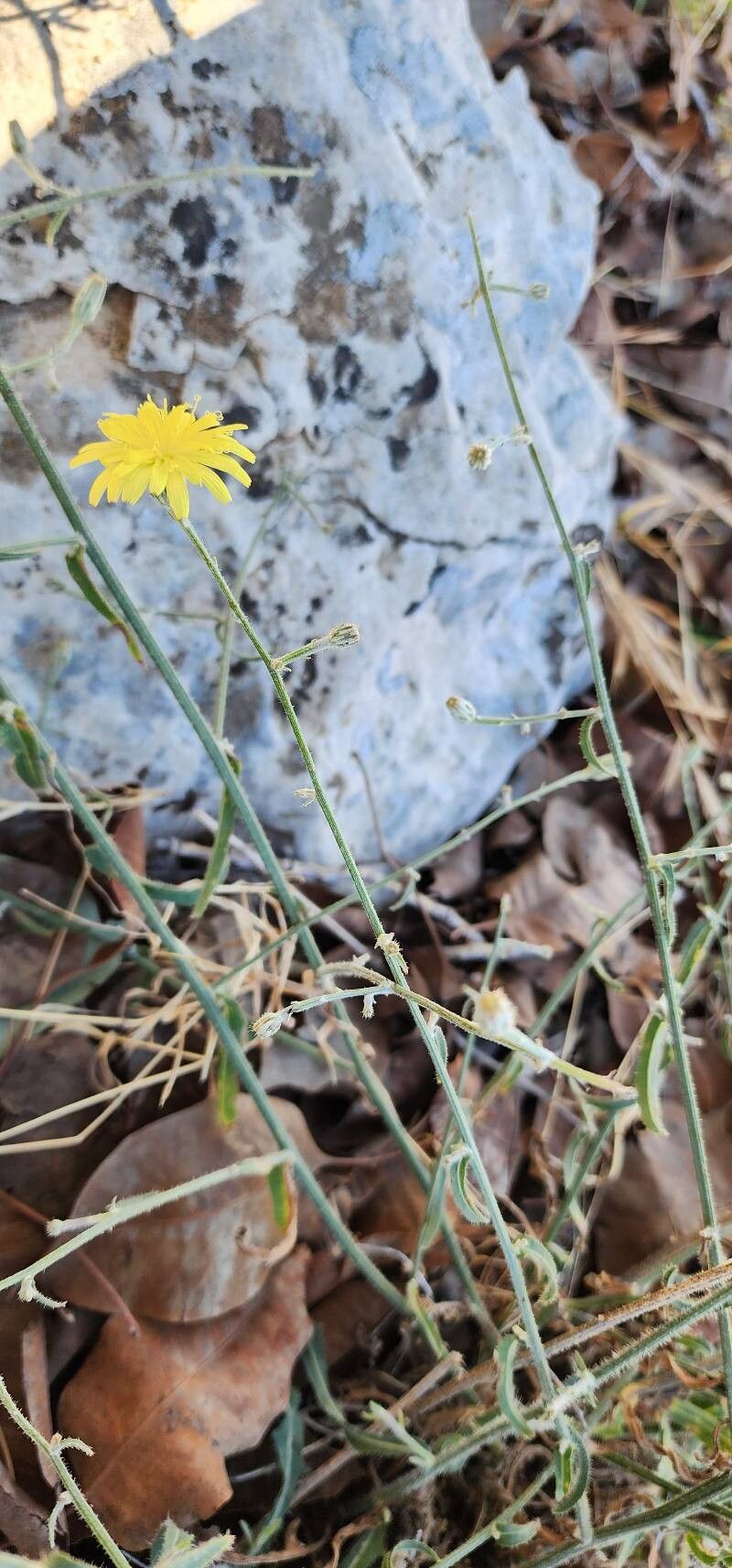 Picris strigosa bark