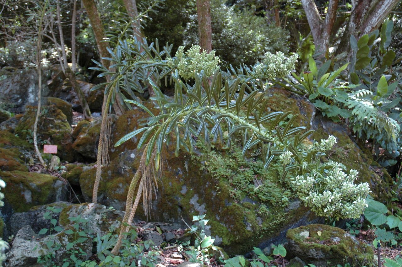 Lobelia boninensis flower