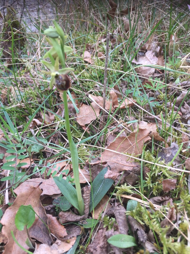 Ophrys arachnitiformis — search result for 'Hungary'