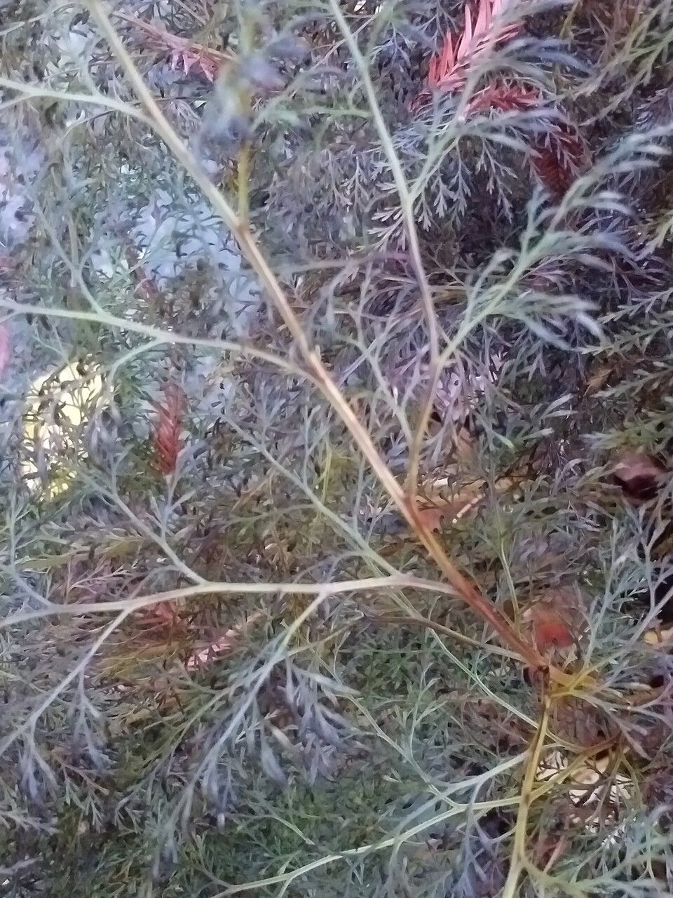 Onychium japonicum leaf