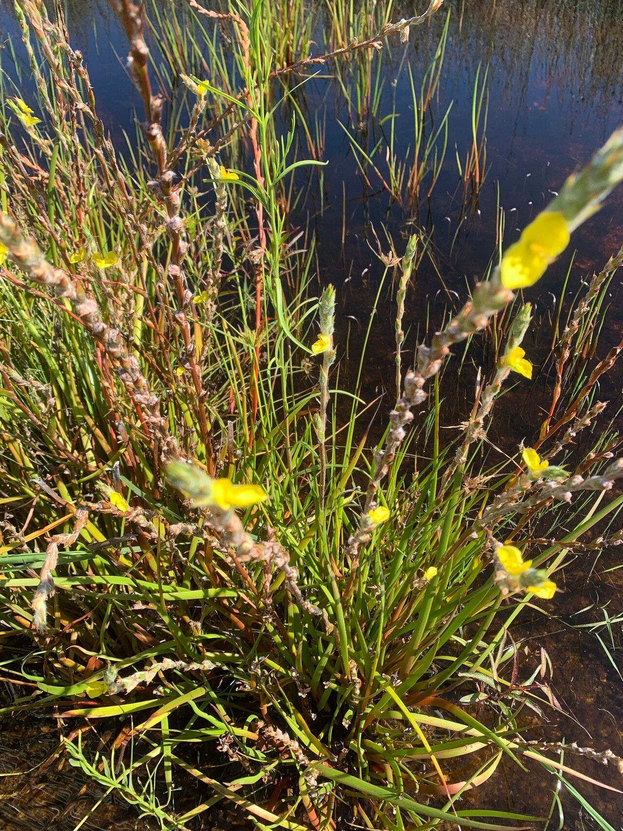 Philydrum lanuginosum flower