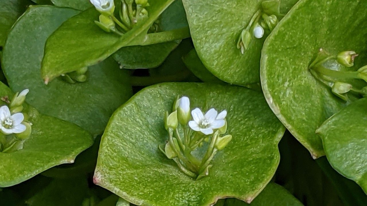 Claytonia perfoliata flower