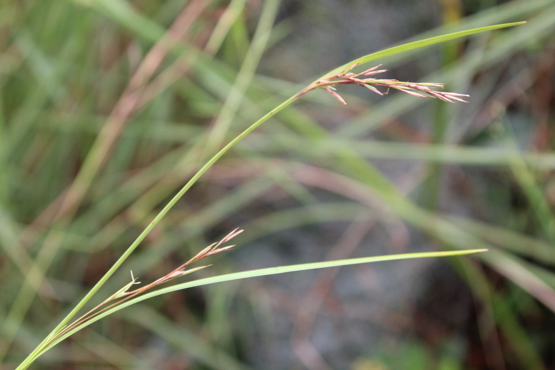 Scleria nyasensis — houseplant care guide