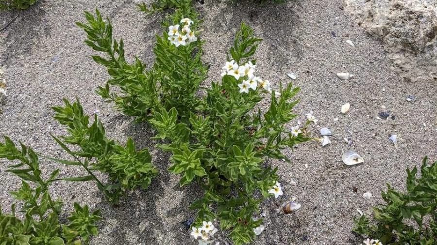 Tournefortia sibirica bark