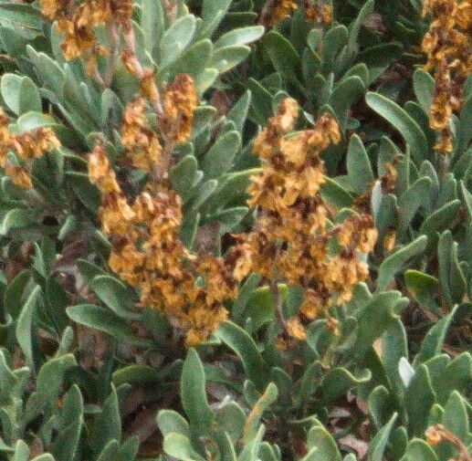 Limoniastrum monopetalum fruit