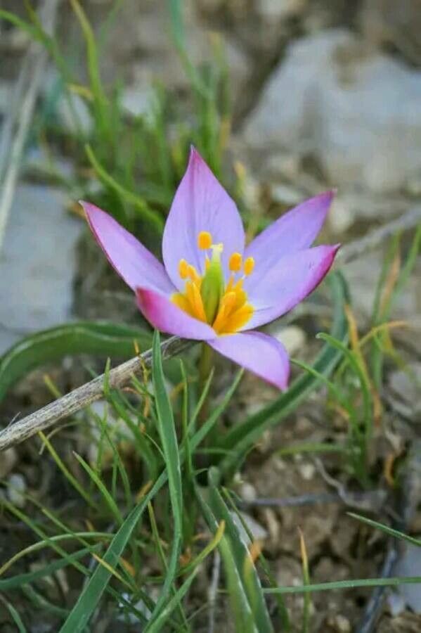 Tulipa lownei — search result for 'Tulipa'