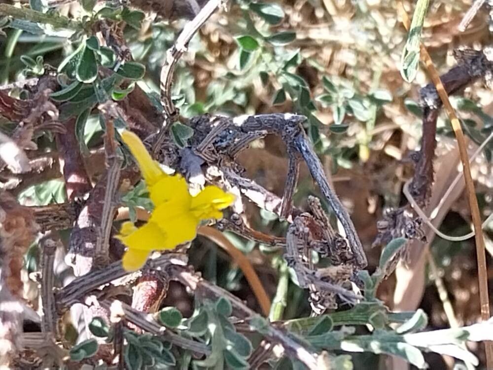 Genista pseudopilosa flower