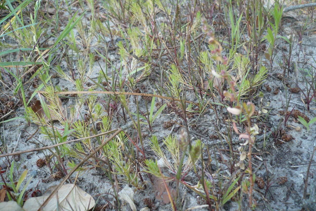 Polycnemum majus habit