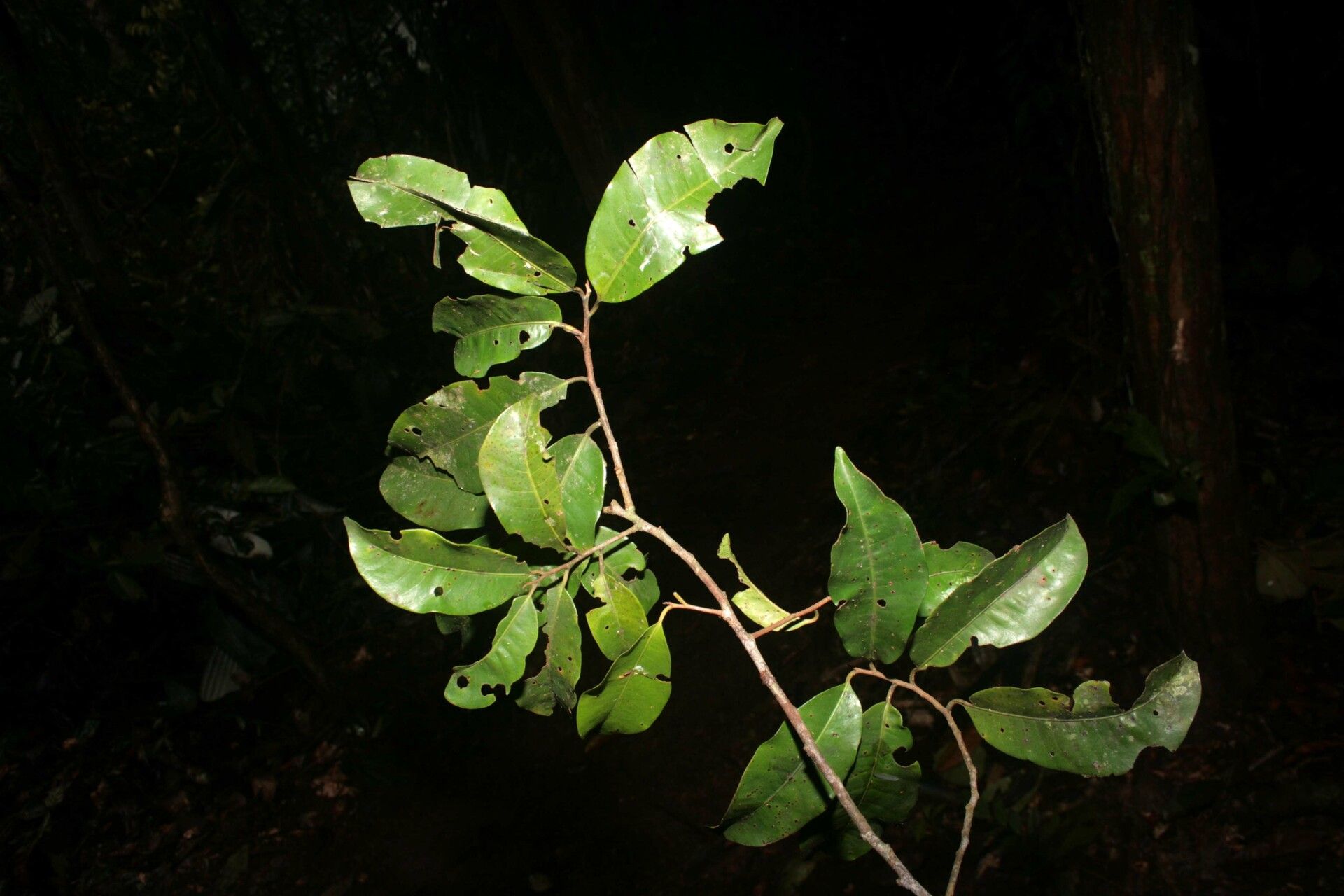 Iryanthera tessmannii other