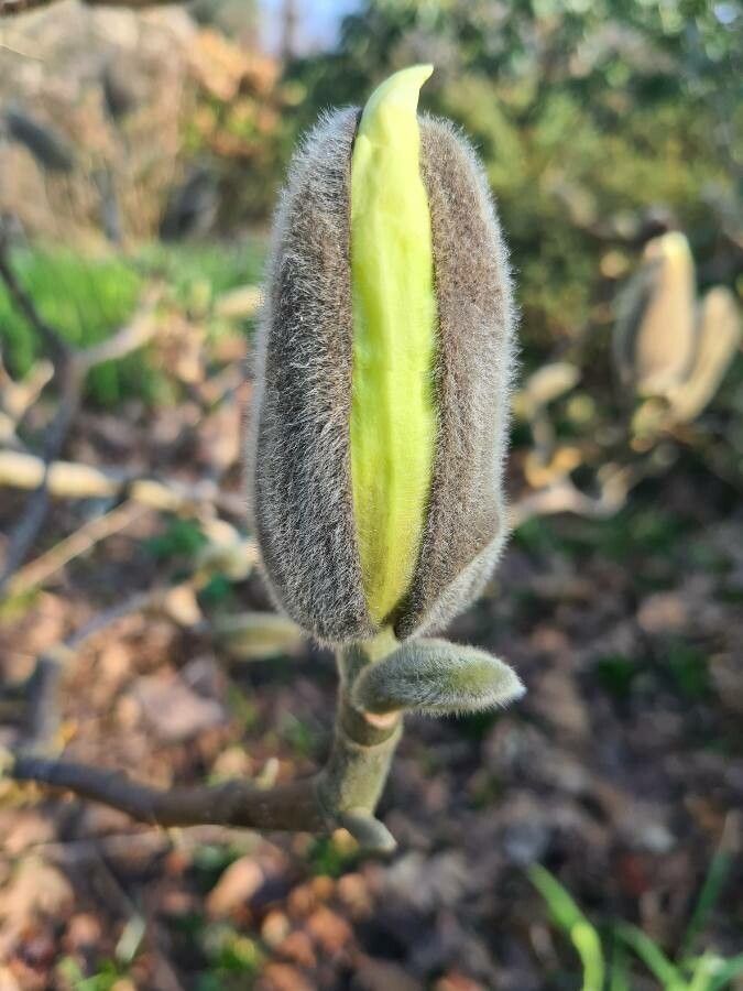 Magnolia spp. — difficult care houseplant