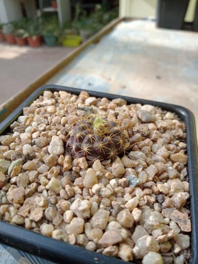 Frailea grahliana leaf