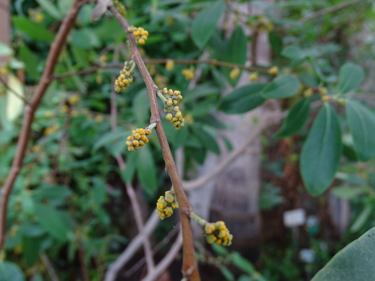 Azara uruguayensis flower