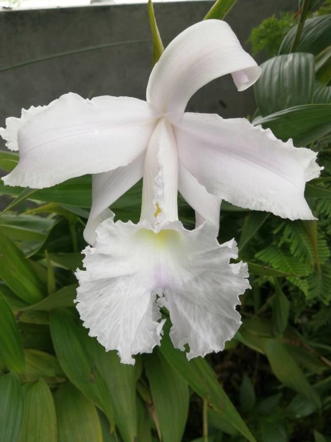 Sobralia macrantha cv. 'Alba' flower