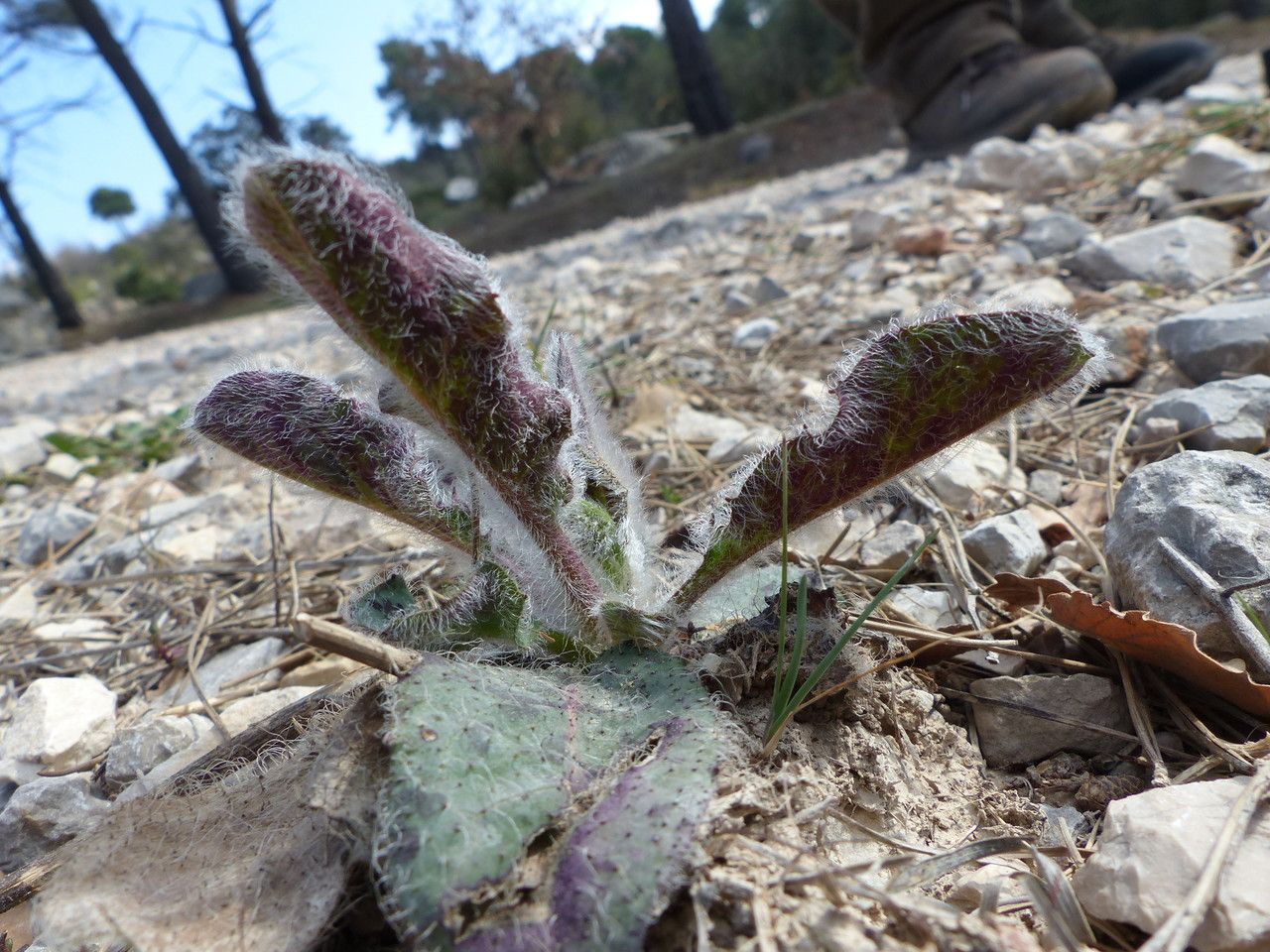 Hieracium fragile habit