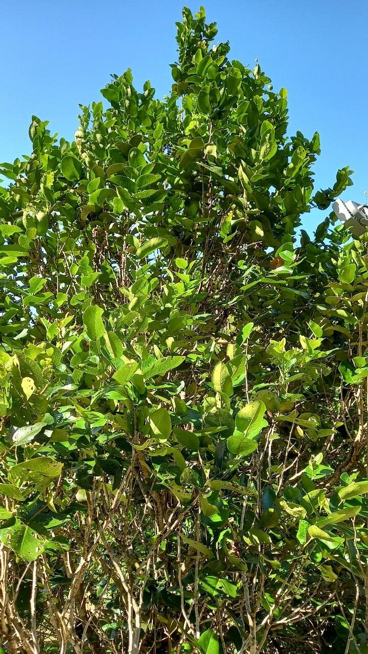 Diospyros egrettarum — houseplant care guide
