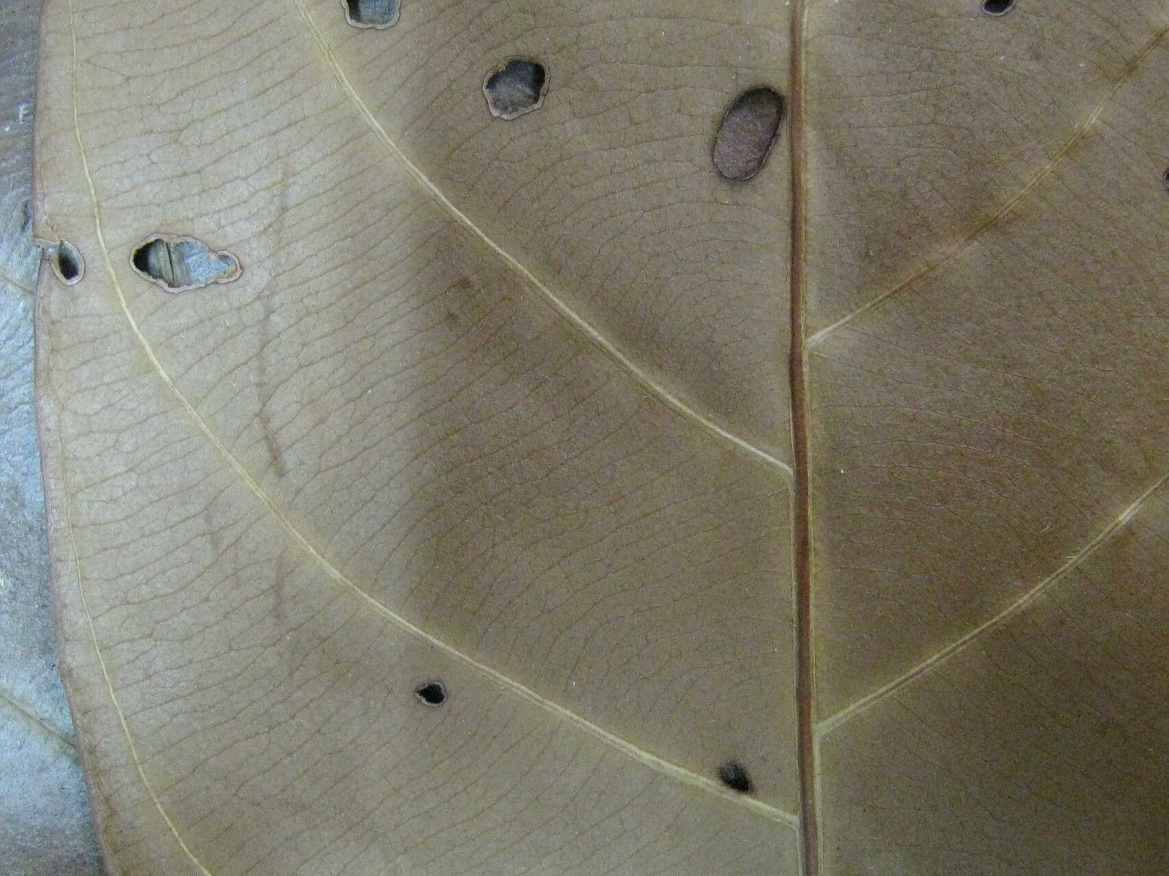 Duroia longiflora other