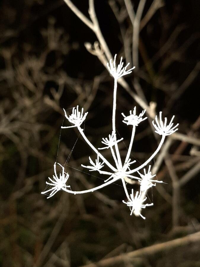 Seseli tortuosum flower