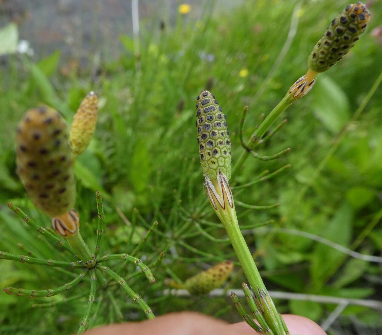 Equisetum palustre flower