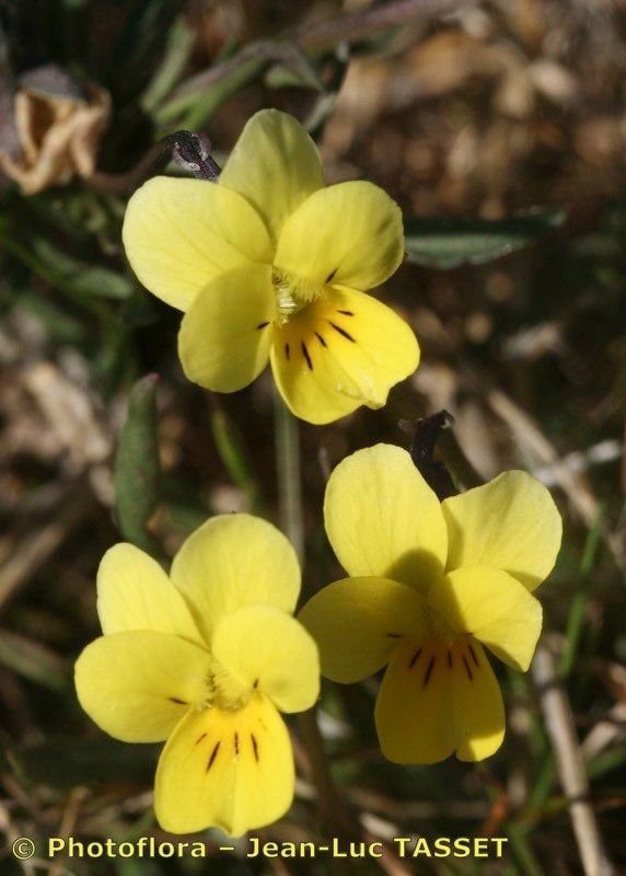 Viola demetria — houseplant care guide