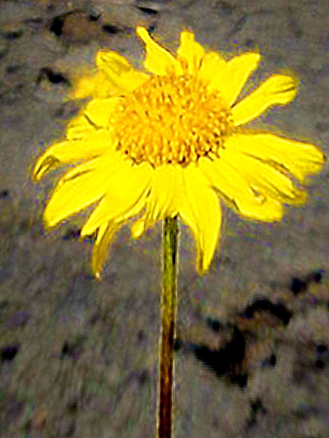 Heliomeris soliceps — related species from the same genus