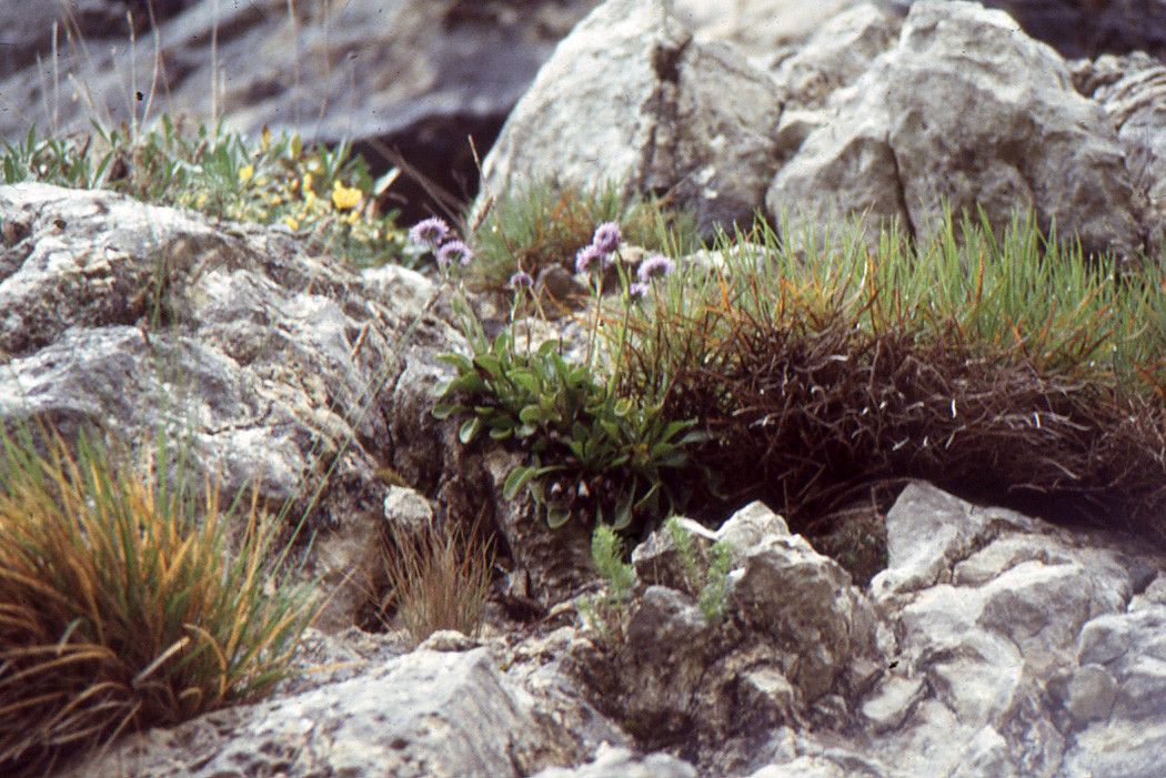 Globularia cambessedesii habit