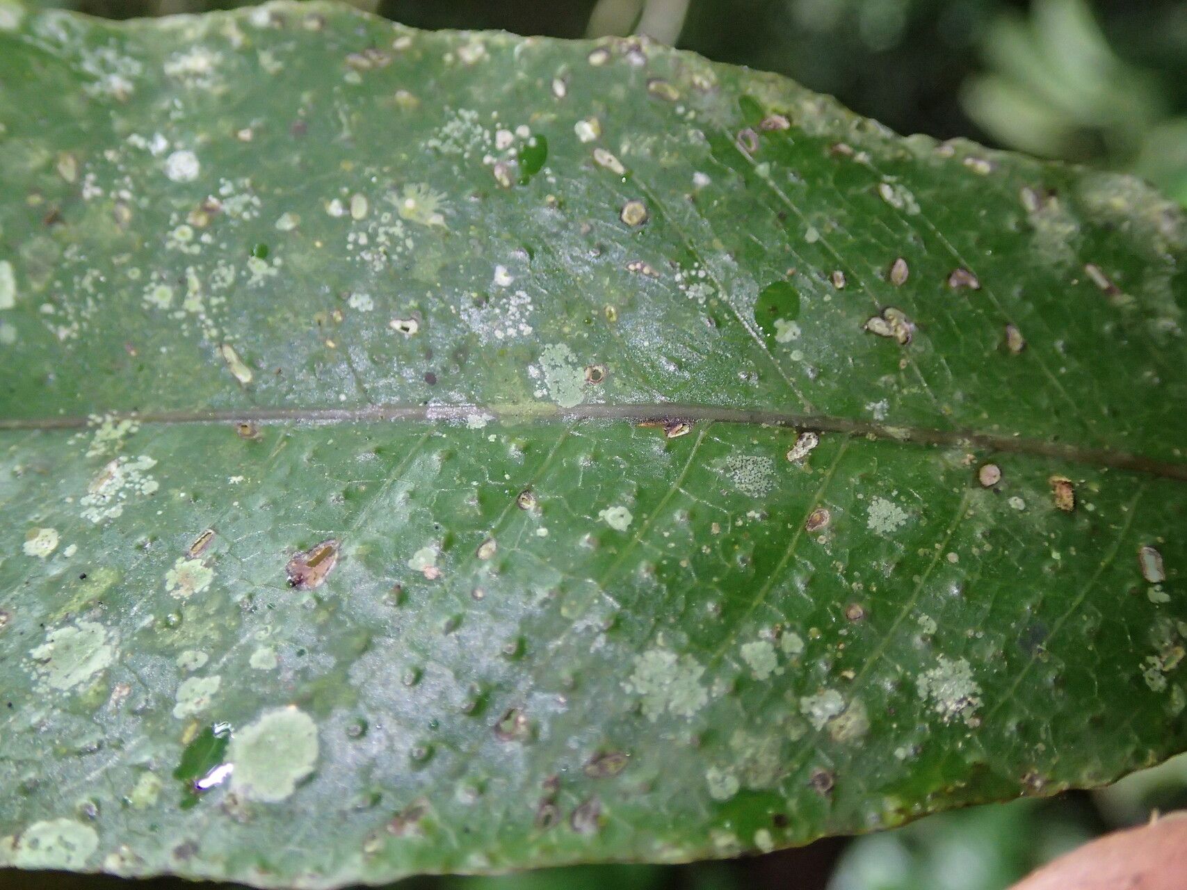 Tectaria barteri — related species from the same genus