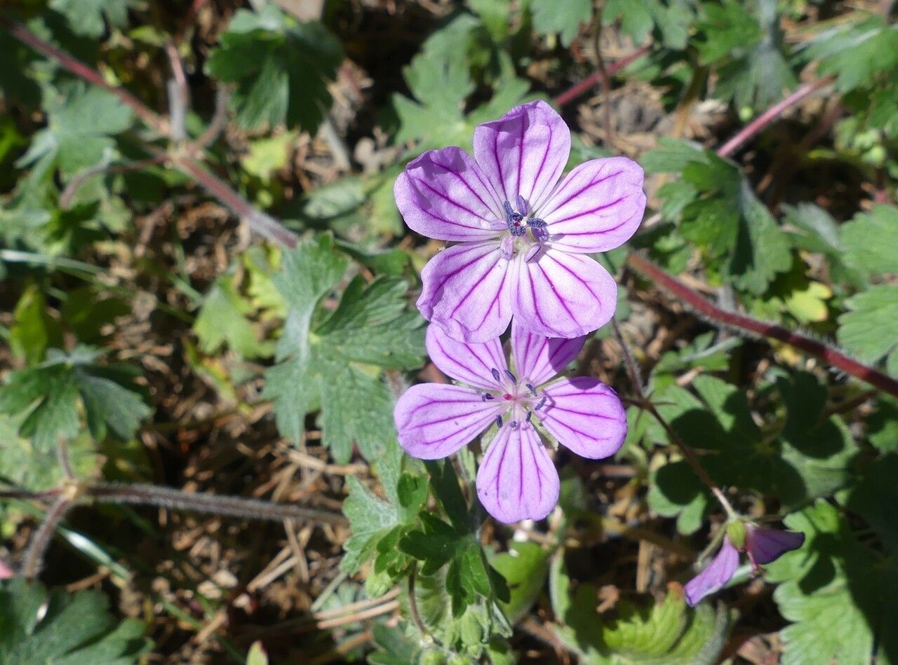 Geranium albanum flower
