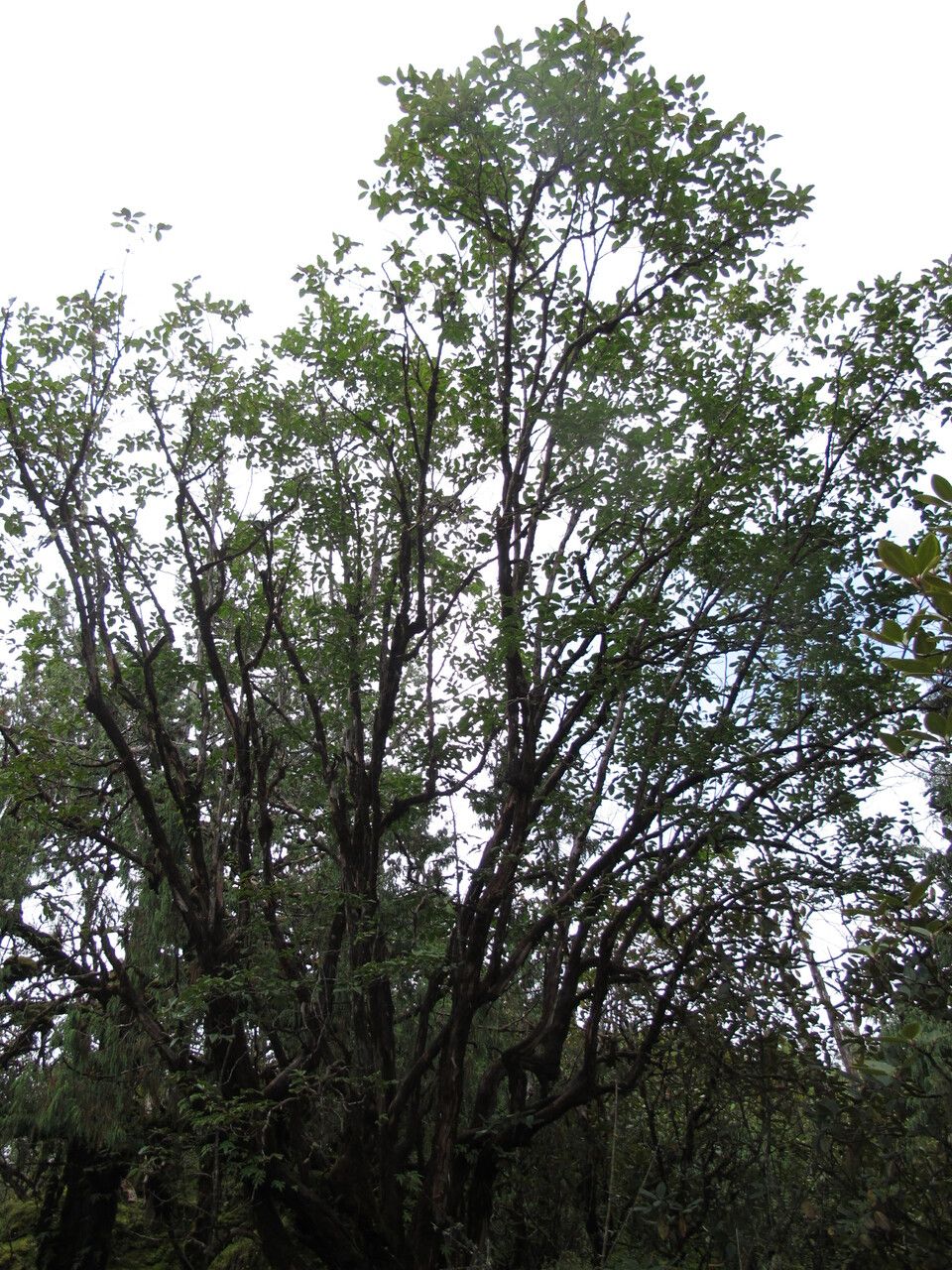 Lyonia villosa habit