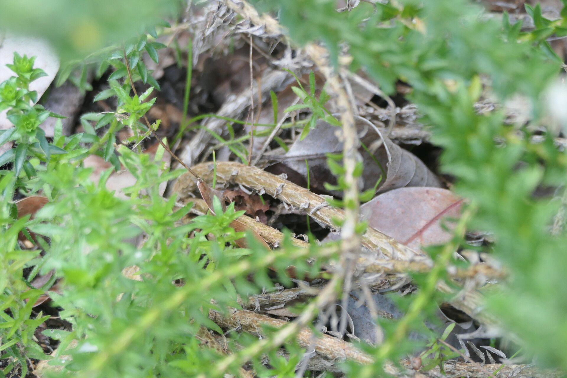 Felicia echinata bark