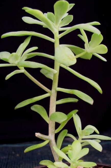 Graptopetalum fruticosum habit