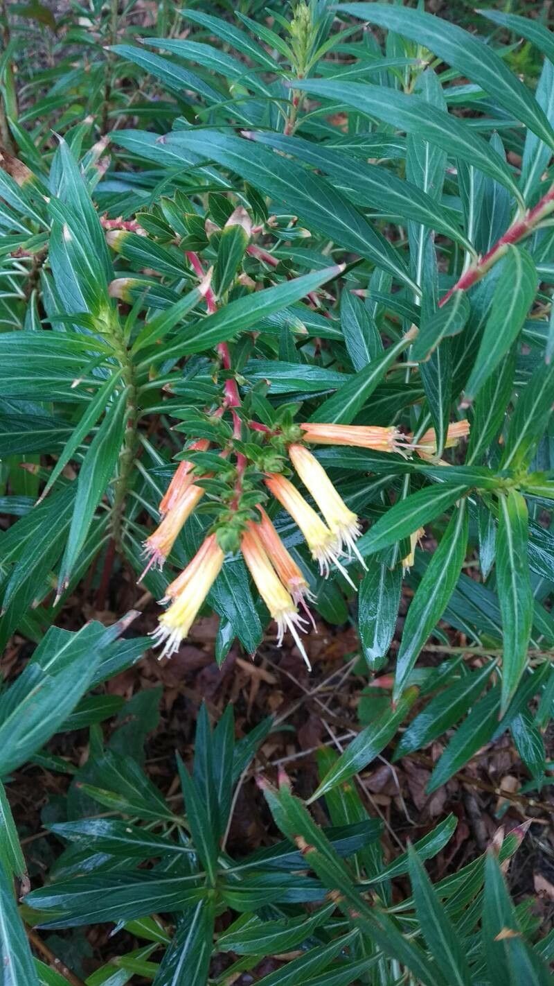 Cuphea melvilla flower