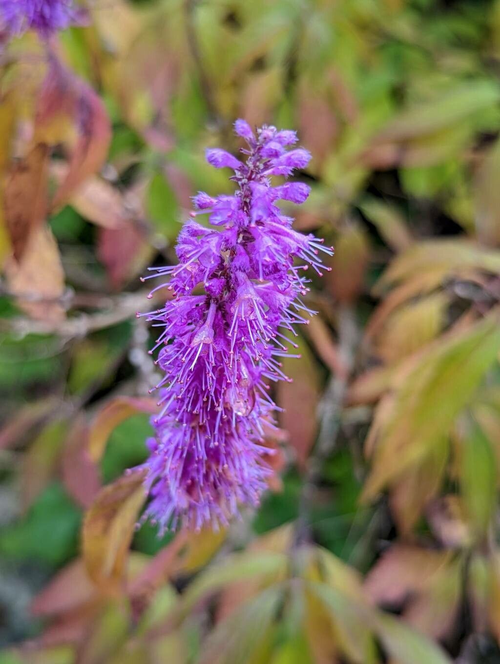 Elsholtzia stauntonii flower
