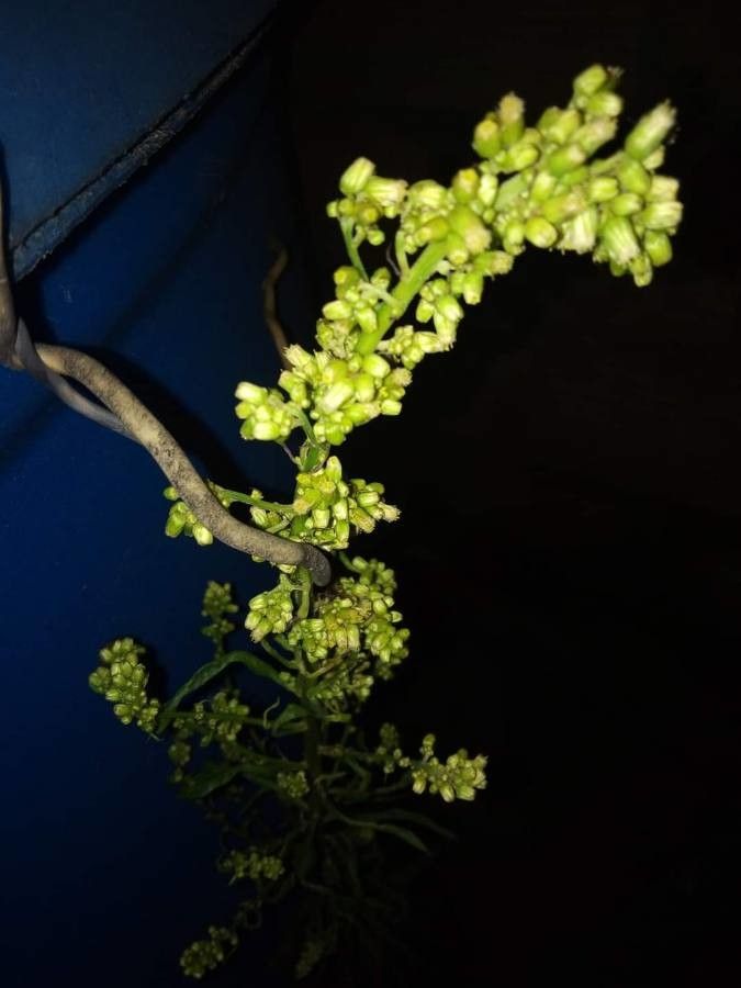 Cupaniopsis glomeriflora — search result for 'Cupaniopsis'