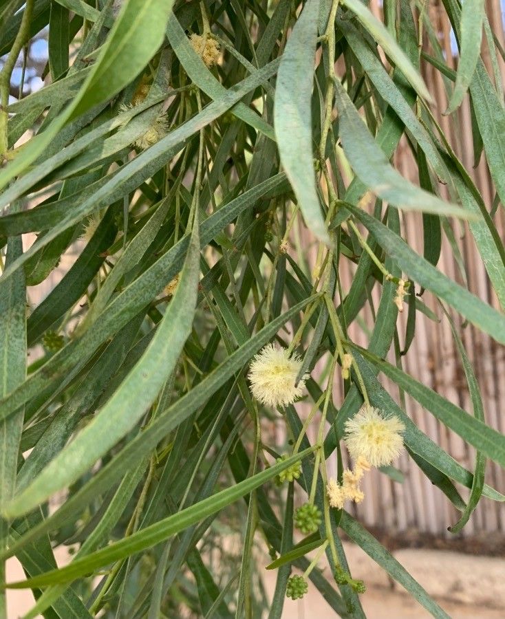 Acacia salicina flower