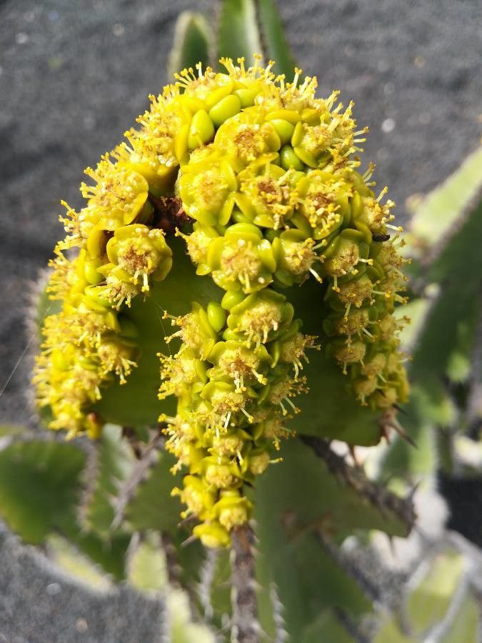 Euphorbia cooperi flower