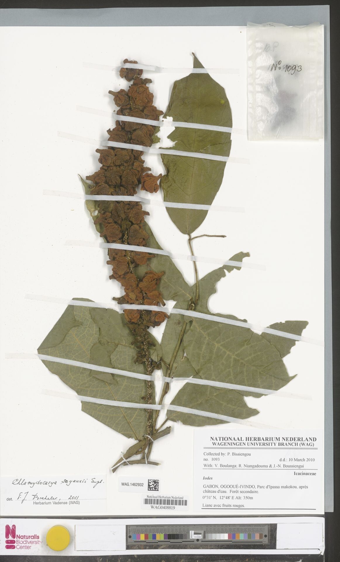 Pyrenacantha anhydathoda — related species from the same genus