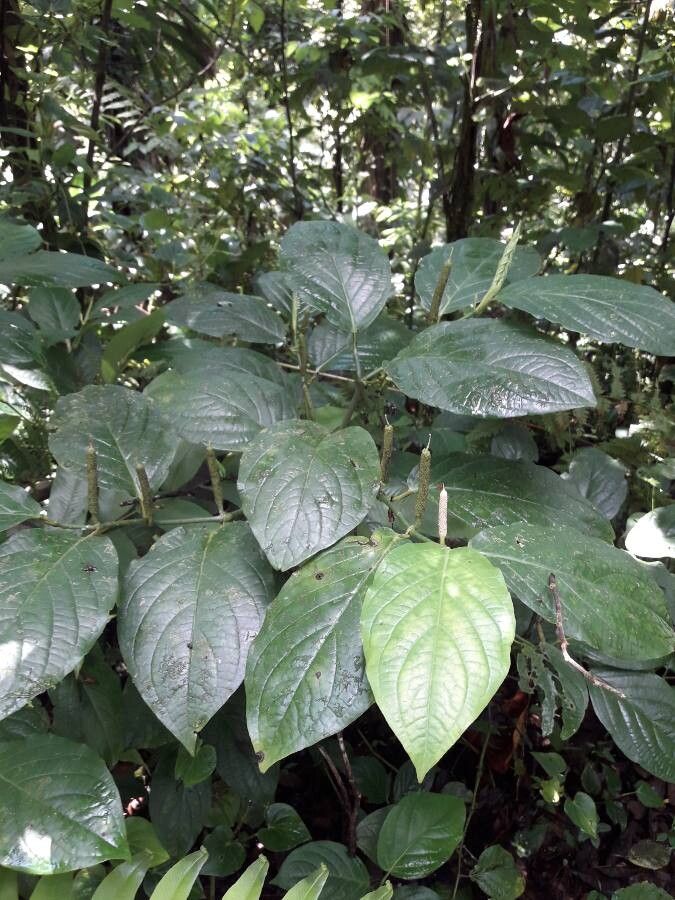 Piper dilatatum habit