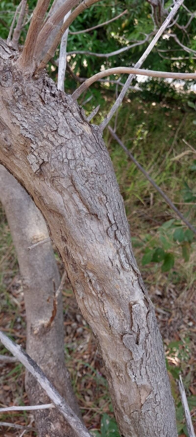 Dichaetanthera trichopoda bark