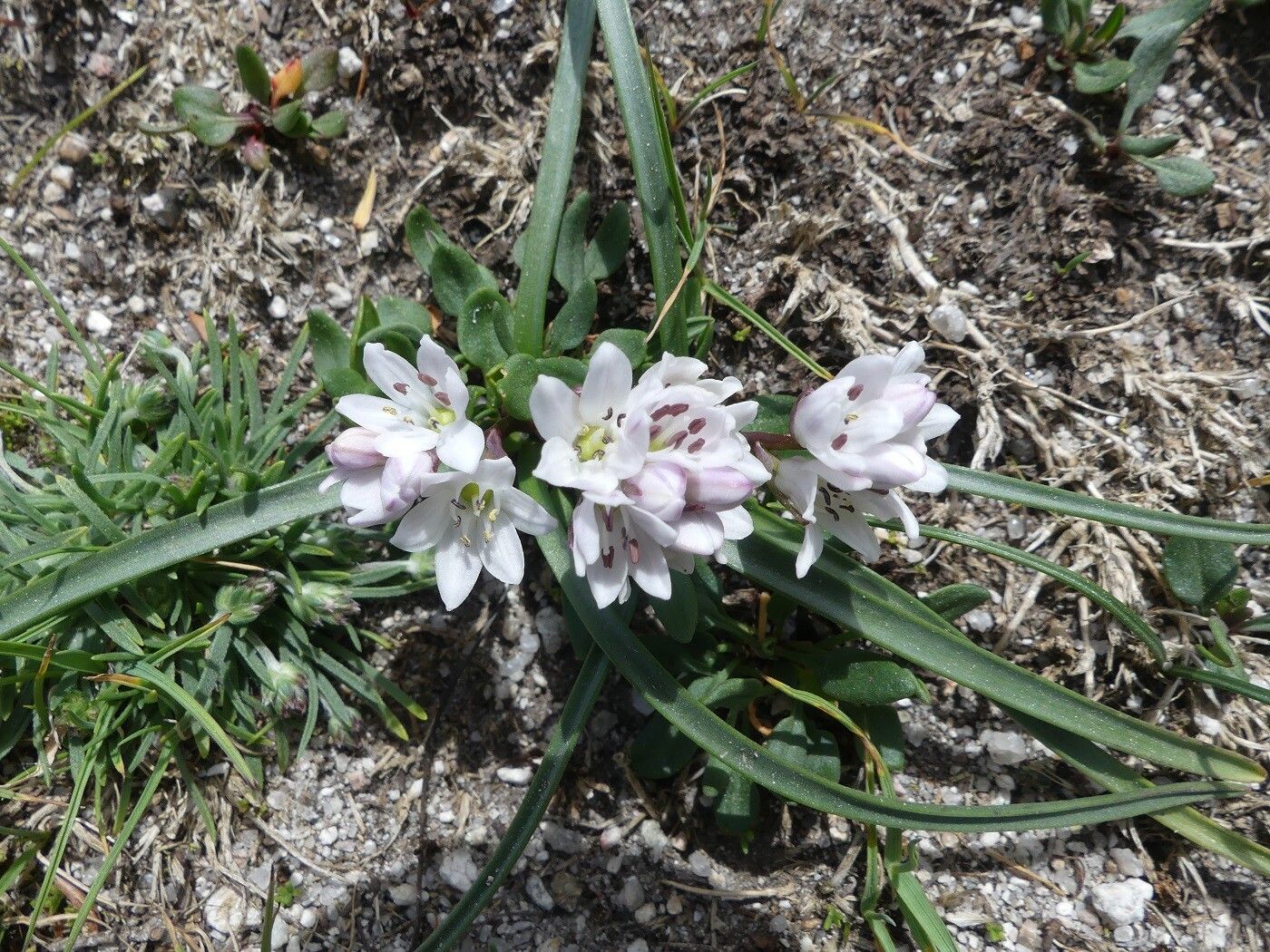 Brimeura fastigiata habit
