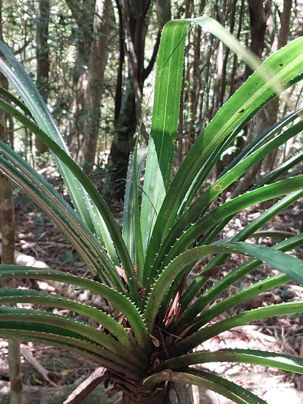 Pandanus latistigmaticus — houseplant care guide
