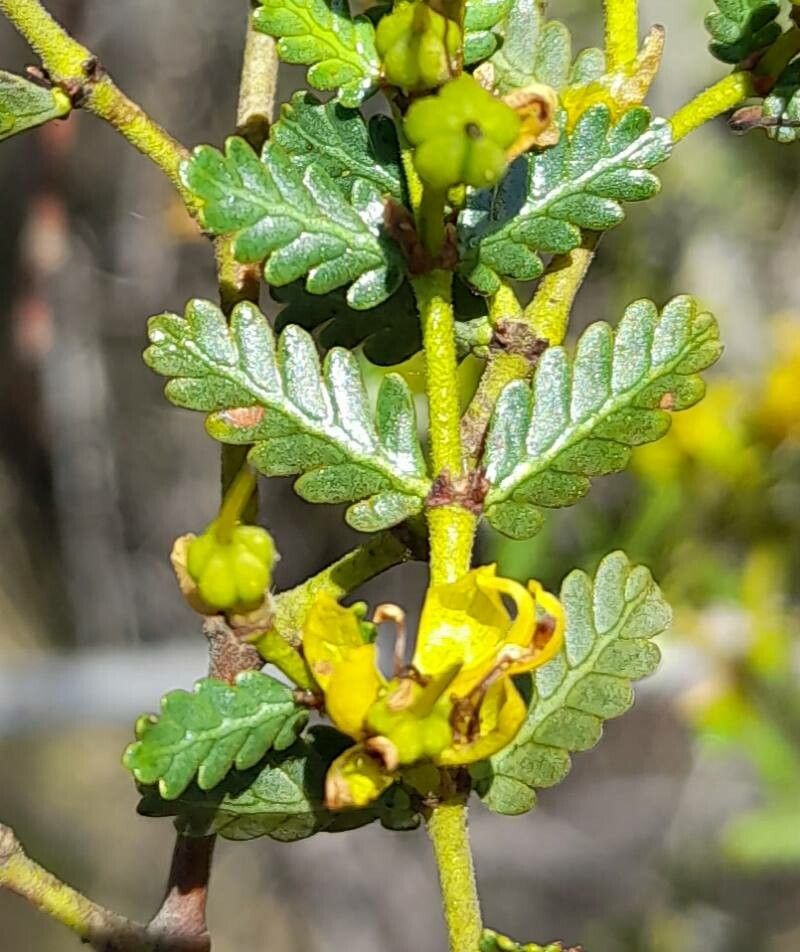 Larrea nitida — related species from the same genus