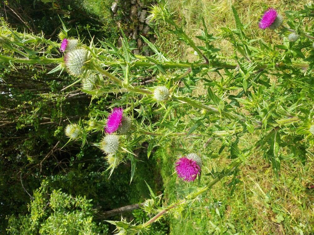 Onopordum eriocephalum — houseplant care guide