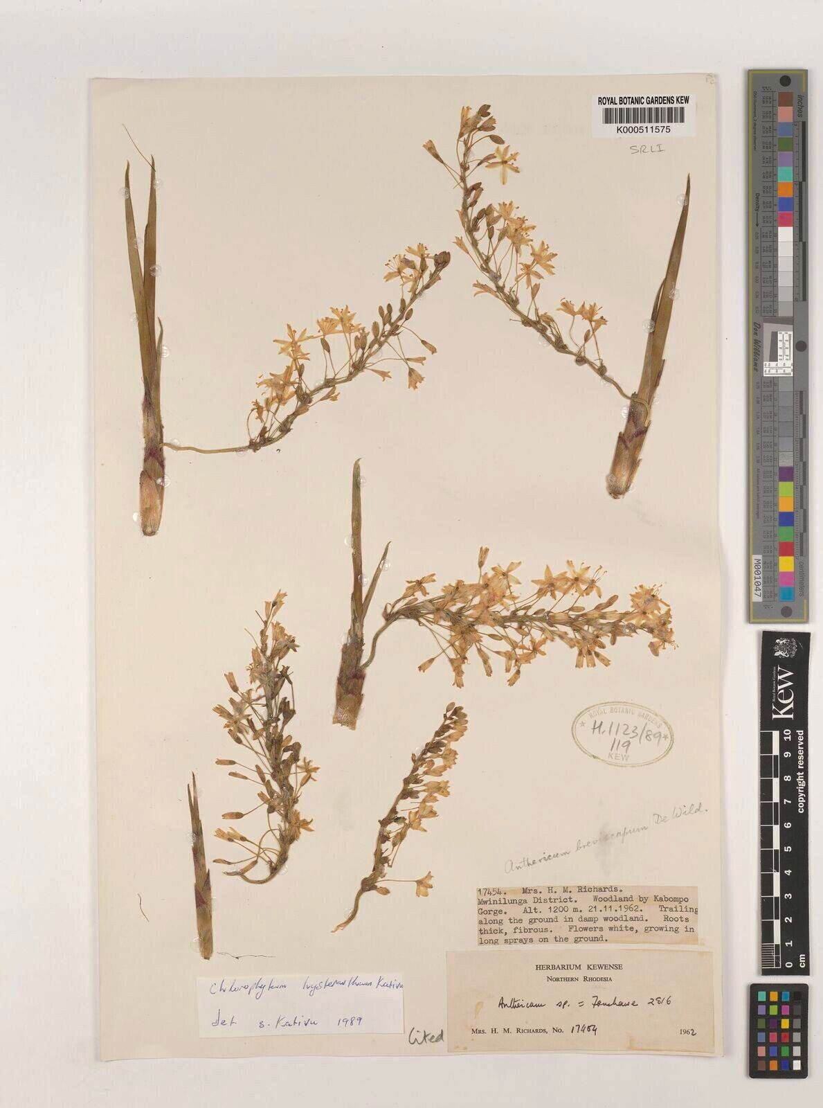 Chlorophytum hysteranthum — search result for 'Chlorophytum'