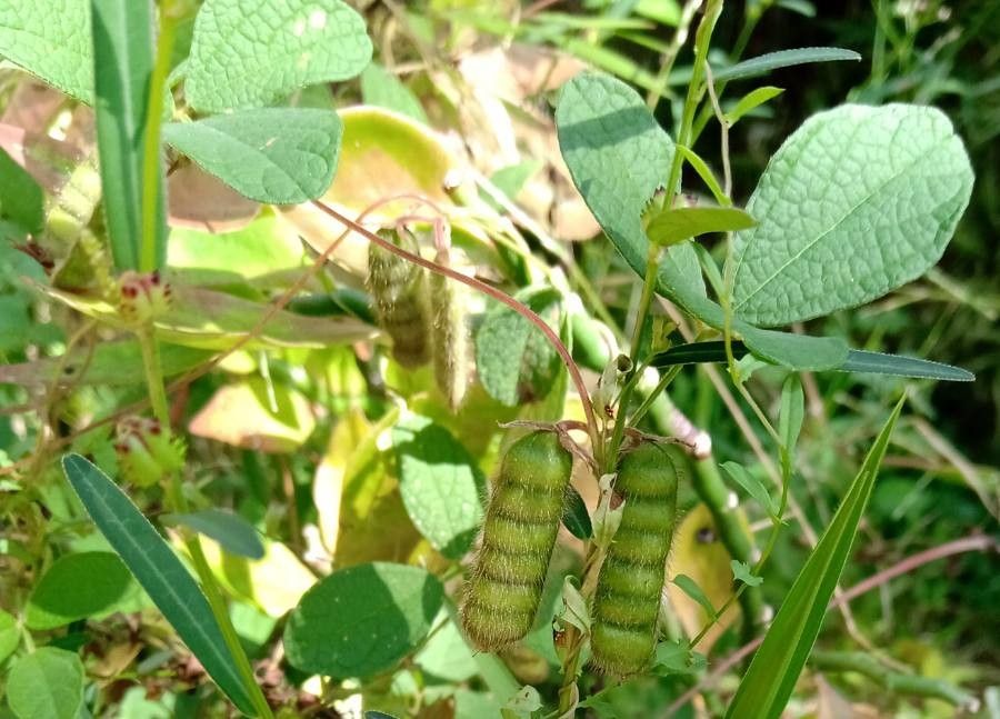 Cajanus scarabaeoides fruit