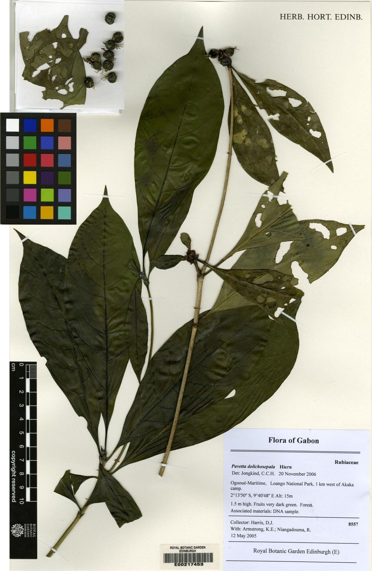 Pavetta dolichosepala — houseplant care guide