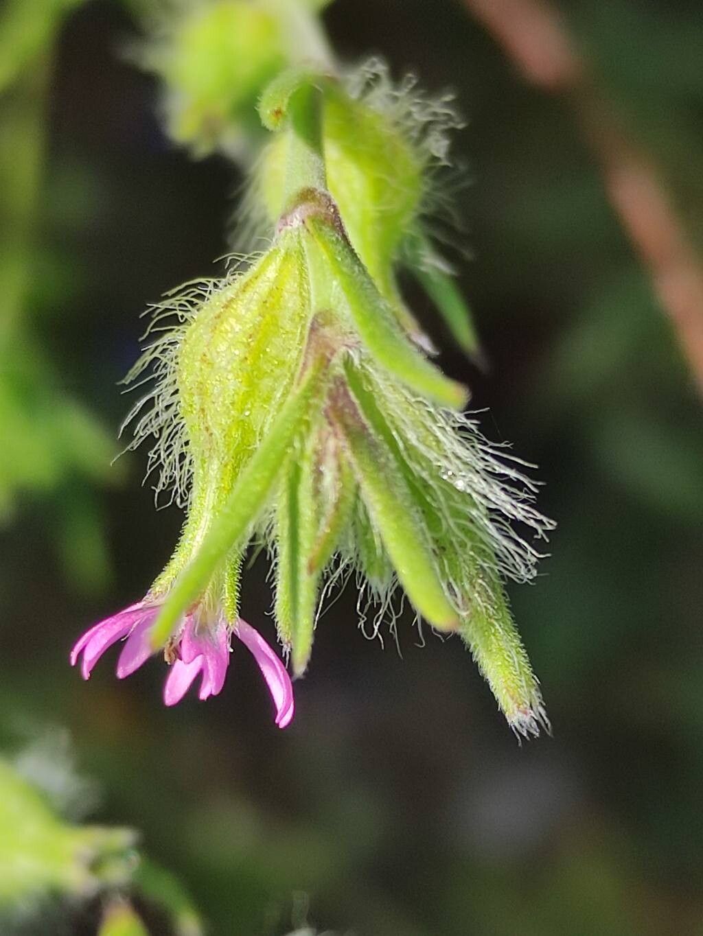 Silene tridentata flower