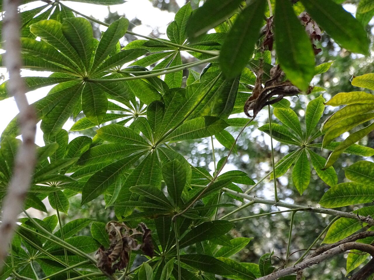 Jacaratia spinosa leaf